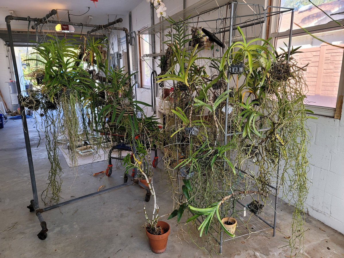 ConnieYurkus's tweet image. Today was the day to start dismantling the greenhouse set up. Wednesday my babies come home to a temporary tent set up. Thankfully I have a few days of warm weather to do the big move. #orchids #Vanda #orchidexerciseprogram
