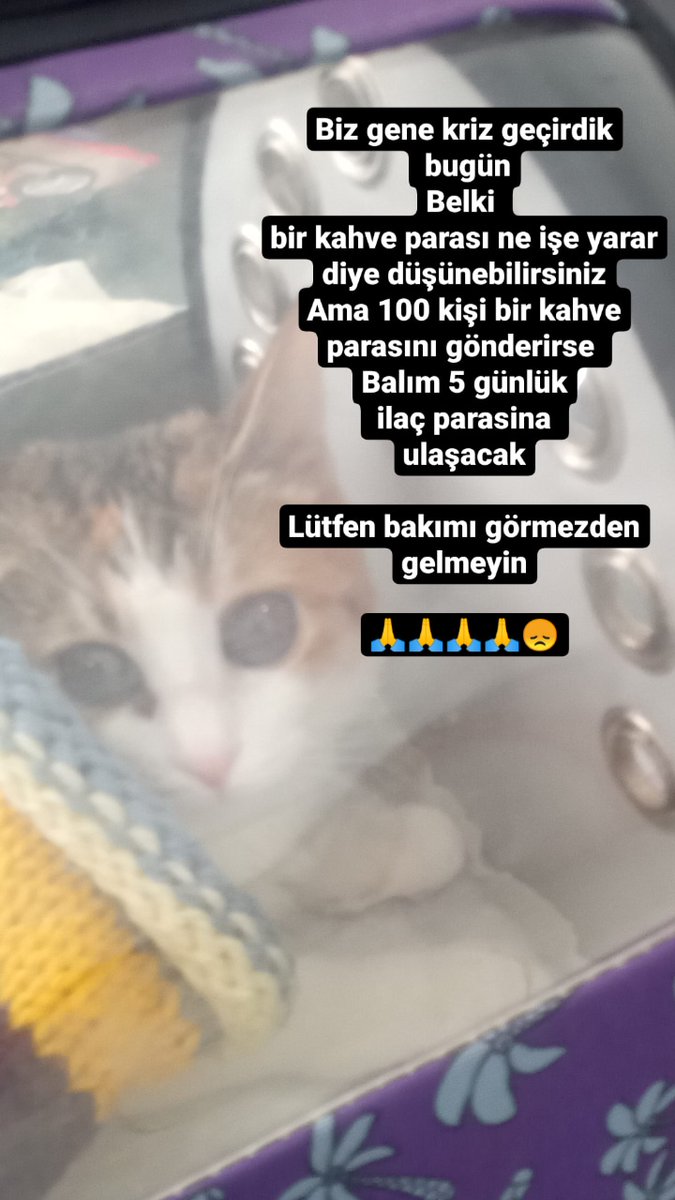 turgutp1's tweet photo. Lütfen patimden tutar misiniz
Yaşamak istiyorum
Beni ölüme terk etmeyin 🙏🙏🙏
@ketcapl_mayonez @opdrnailersoz @sokakcanlarim @EmelDal19818300 @fiplikediler @Fiplikedilereu1 @FipliKedikorsan  @SedefKartal7 @hacikosahiplen https://t.co/zVTokTf4Xx