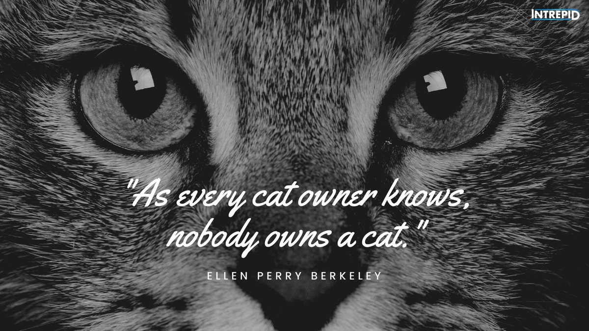 IntrepidPet's tweet photo. “As every cat owner knows, nobody owns a #cat.” - Ellen Perry Berkeley

#intrepidpet #quote https://t.co/jIrF6ML6z4