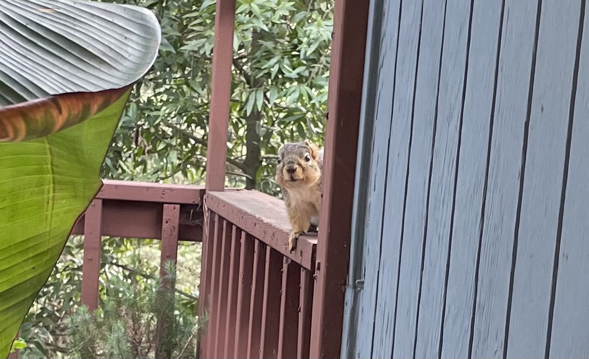 stalker or spy? 👀🐿