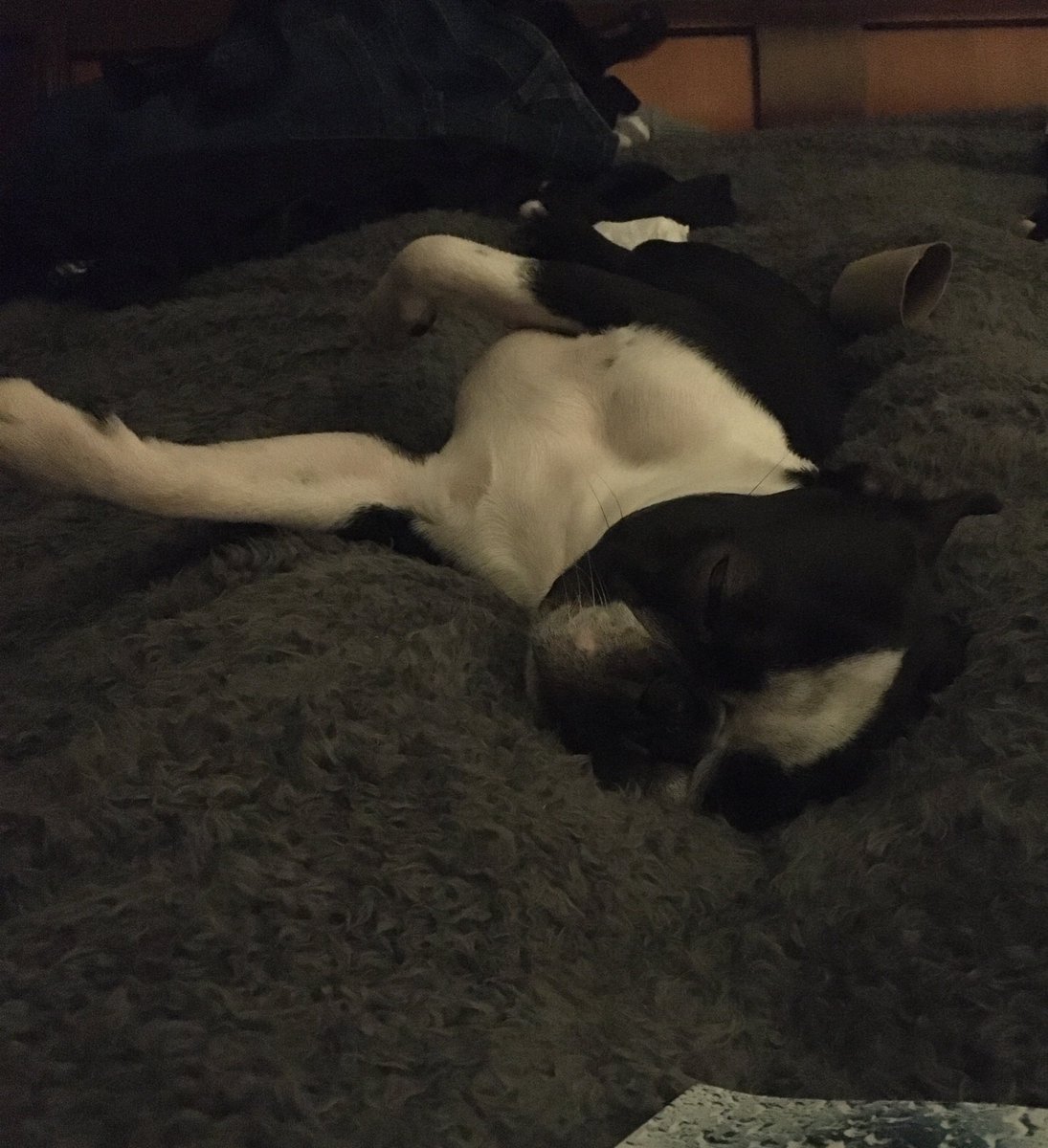 mrs_g_2310's tweet photo. Itโs a bloody hard life being a dog #BostonTerrier #LittleFred #ComfyBoy #Snores https://t.co/pxNY4pjNBM
