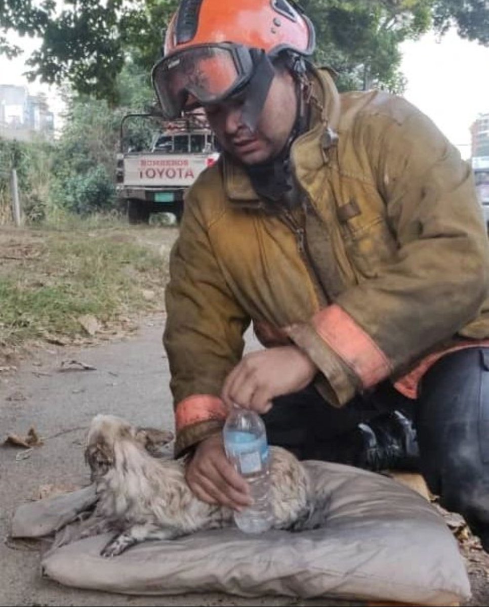 DarvinsonRojas's tweet photo. Un perro fue rescatado en el piso 6 de edificio afectado por incendio en Bello Monte, municipio Baruta del estado Miranda. https://t.co/DBXtwhpwLY