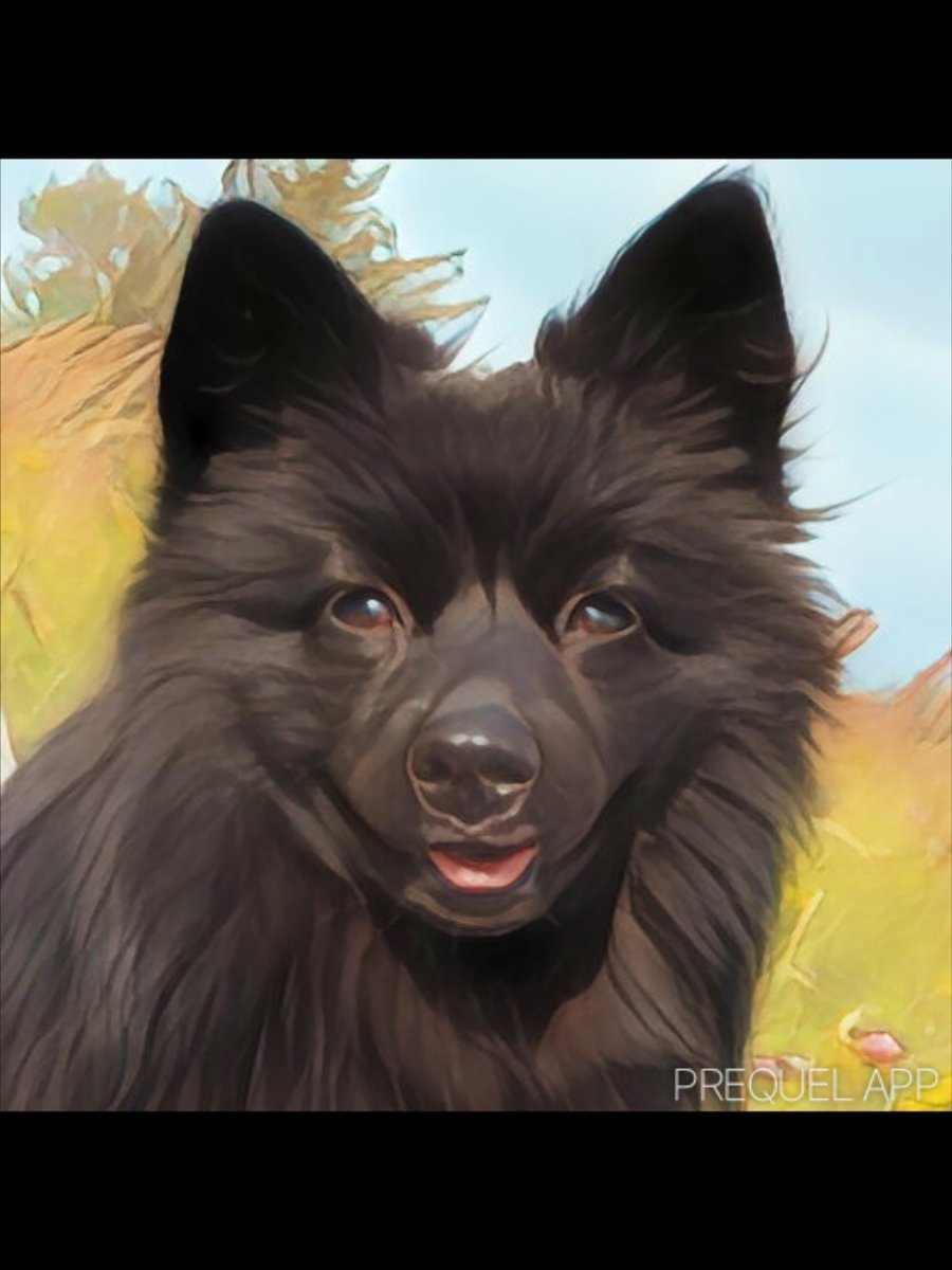 PandaPoob's tweet photo. My dog looks so much better NGL https://t.co/ZFJjzlNa89
