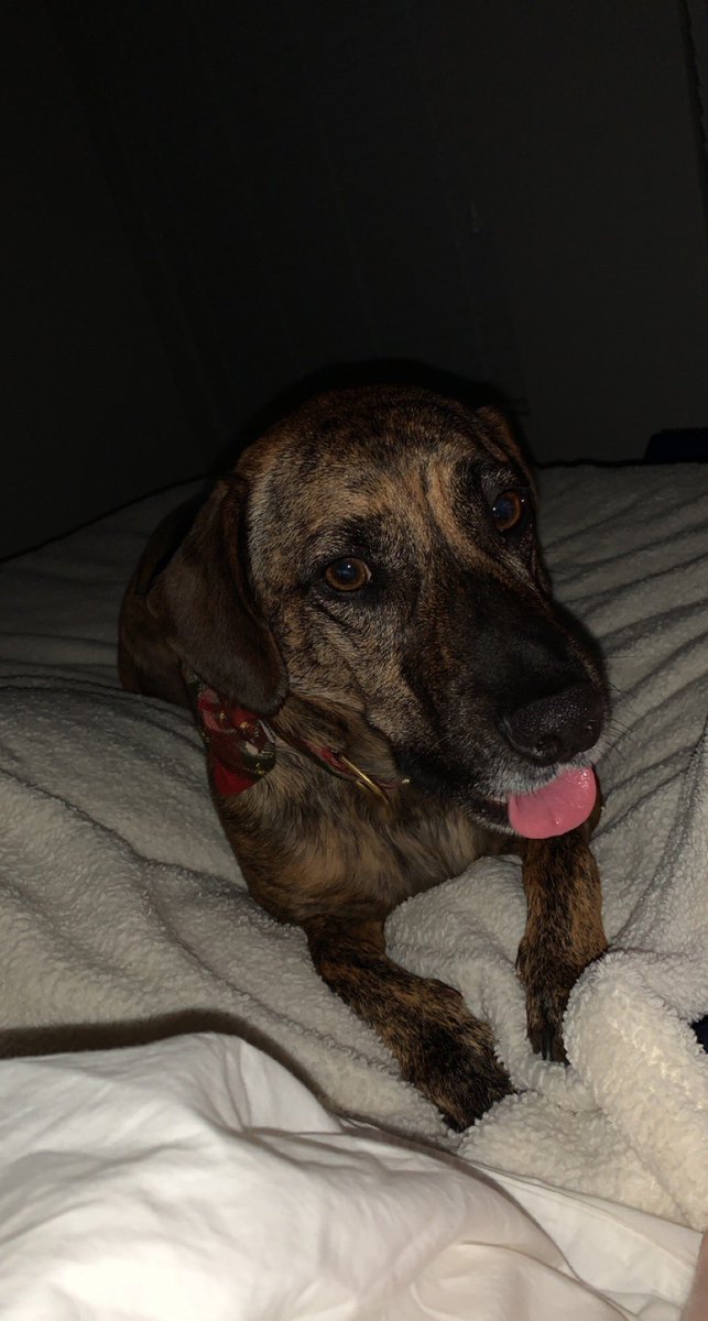 Bee_Swizzel's tweet photo. I’m still alive and here’s a pic of my dog https://t.co/JhVWYYaqqv