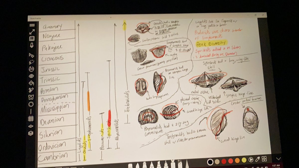 renmediation's tweet photo. brachiopod notes hehe https://t.co/Un9JwTnC7F