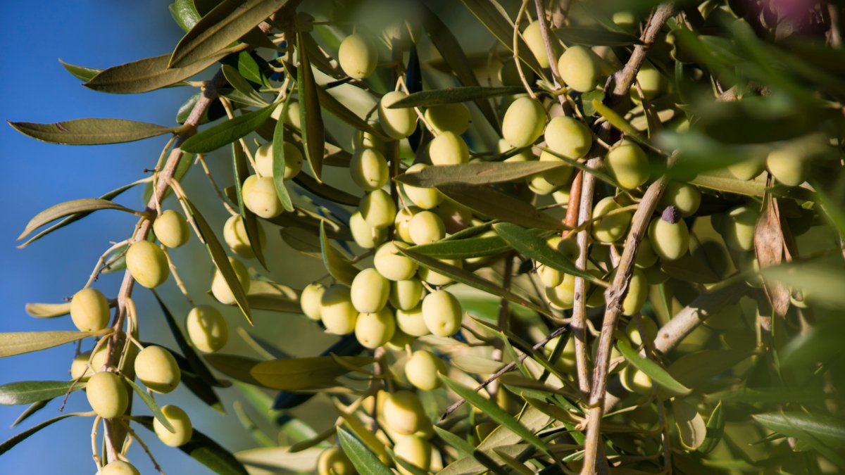 It's never been more important to have a strong immune system! Did you know: The Mediterranean Diet - typically rich in Extra Virgin Olive Oil - has antioxidant, anti-inflammatory AND immune health benefits? 
bit.ly/CobramEstate-H…