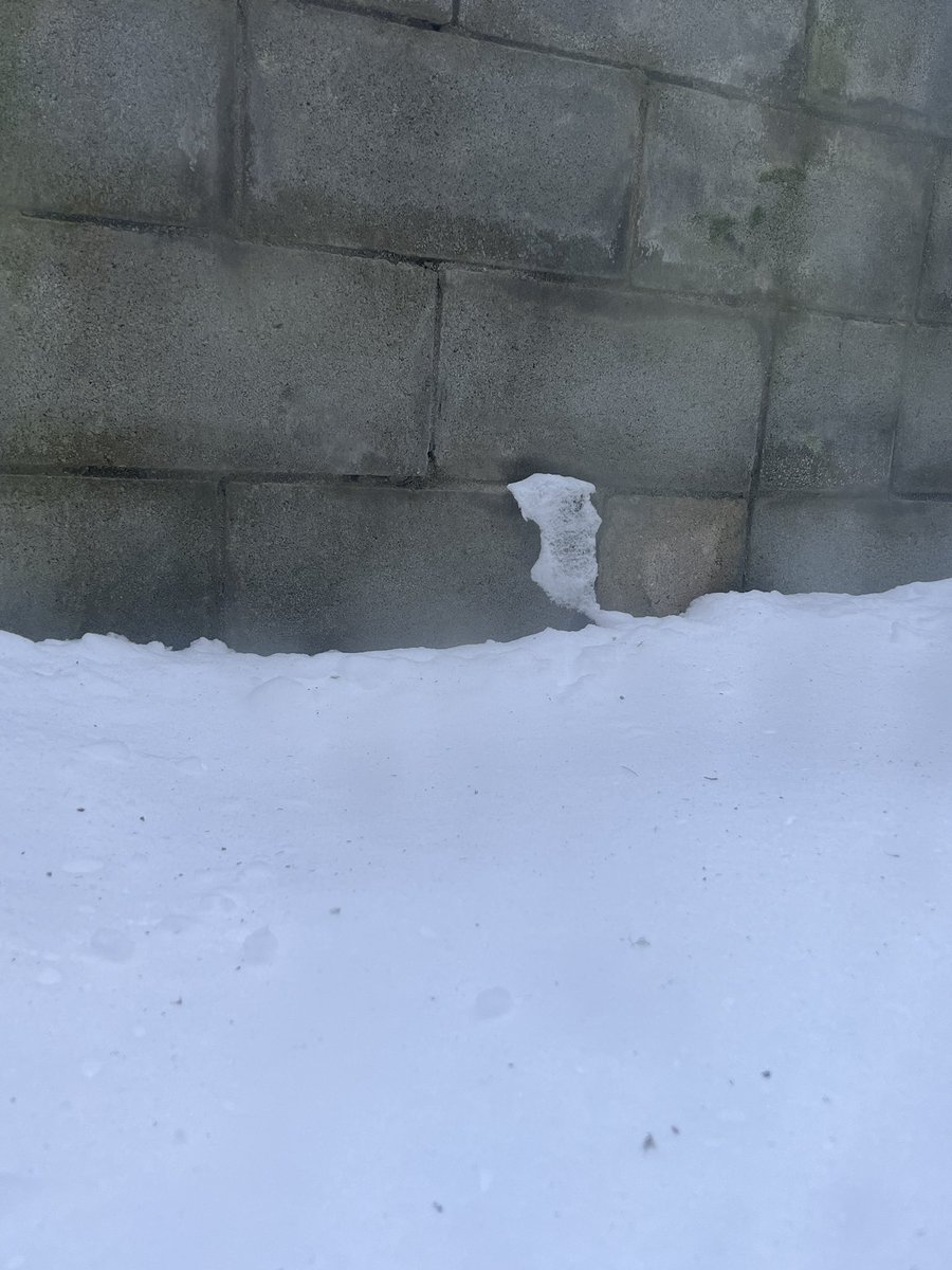 StephViva86's tweet photo. She has been looking at me #snowface https://t.co/ZfszN7VVw5