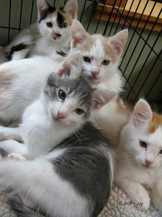 txt as cats ! tweet media