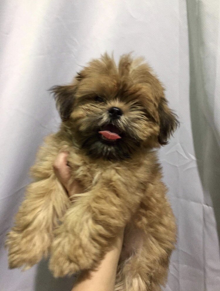 AweLukeee's tweet photo. Luke &amp; I got a puppy!!🐶🥰 Guys meet Levi 🥺 https://t.co/vLCoJKc115