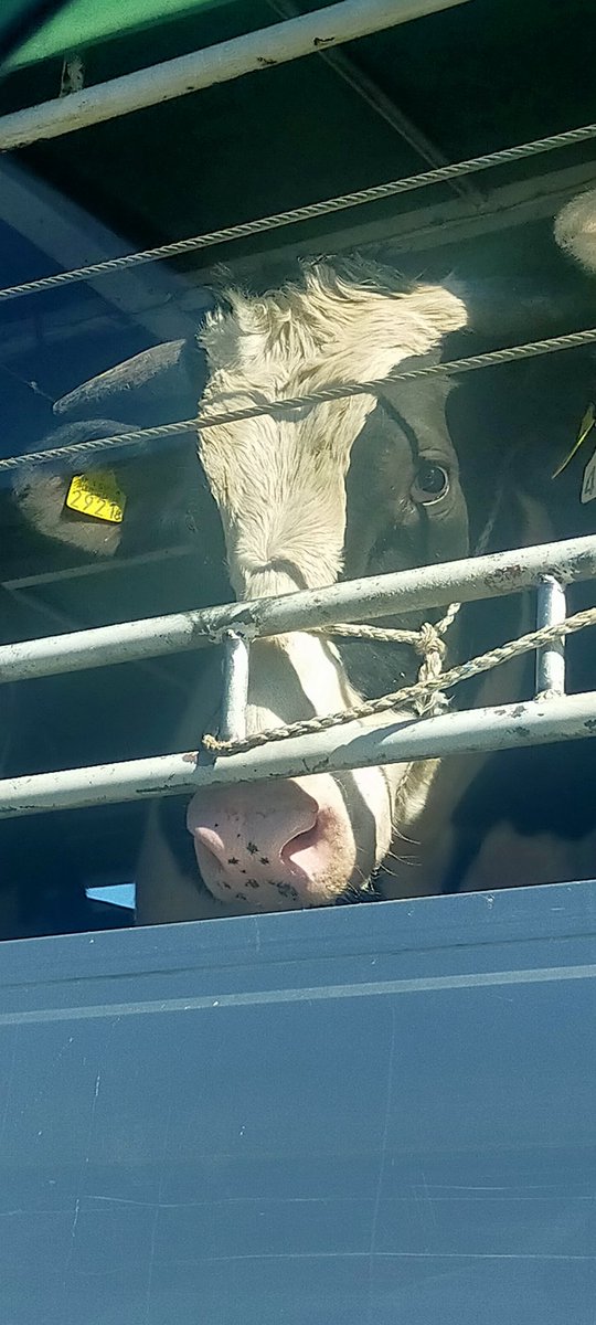 近いしでかいしこわい