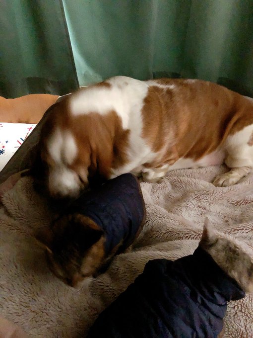 ぶにょぶにょと
もさもさと
もふもふに起こされるゴモス 