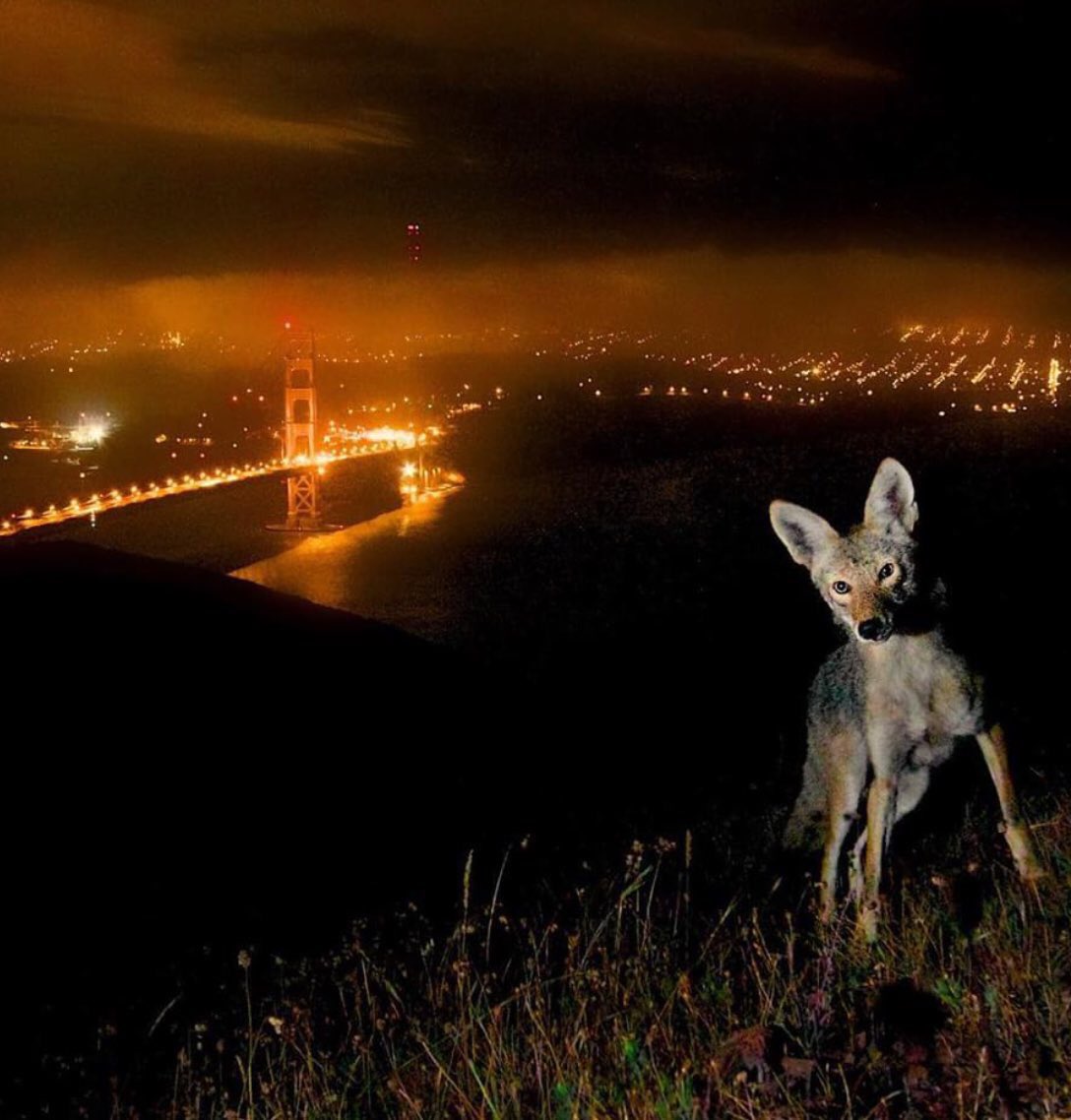joelriddell's tweet photo. @EyaSpectre This is from a trail cam that KTVU posted - I think it is photo cred #NPS @NPS @presidiosf #GoldenGateViewPoint #GoldenGateBridge https://t.co/EMRLufgeLK