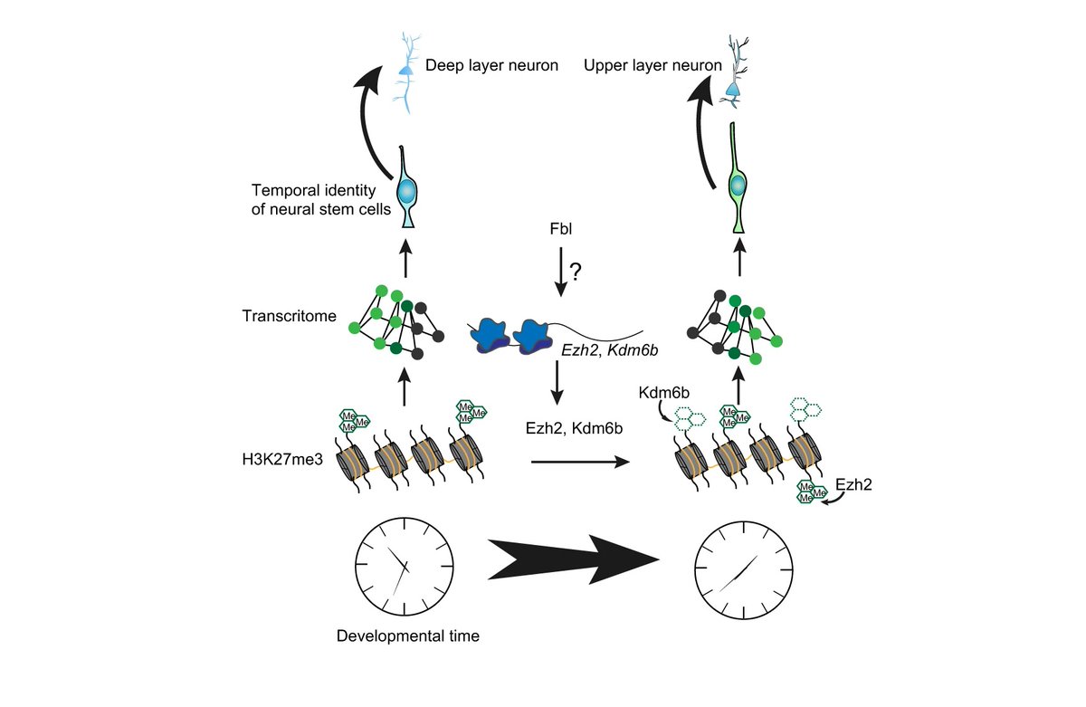 NeuralCell's tweet image. Researchers 👩‍🔬👨‍🔬 at RIKEN Centre for Biosystems Dynamics Research (@BDR_RIKEN) in Japan, including Yuichi Shichino (@u1_7no), find that depletion of Fbl, an rRNA methyltransferase, delays the progression of the #NeuralStemCell 🧠 state.

@NatureComms | 📑 go.nature.com/3rhOBPO
