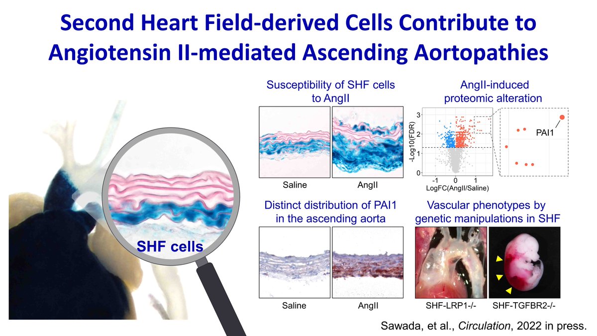 alan_daugherty's tweet image. Dr. Sawada's tenacity paid off; this pre-print will soon appear in Circulation - biorxiv.org/content/10.110…