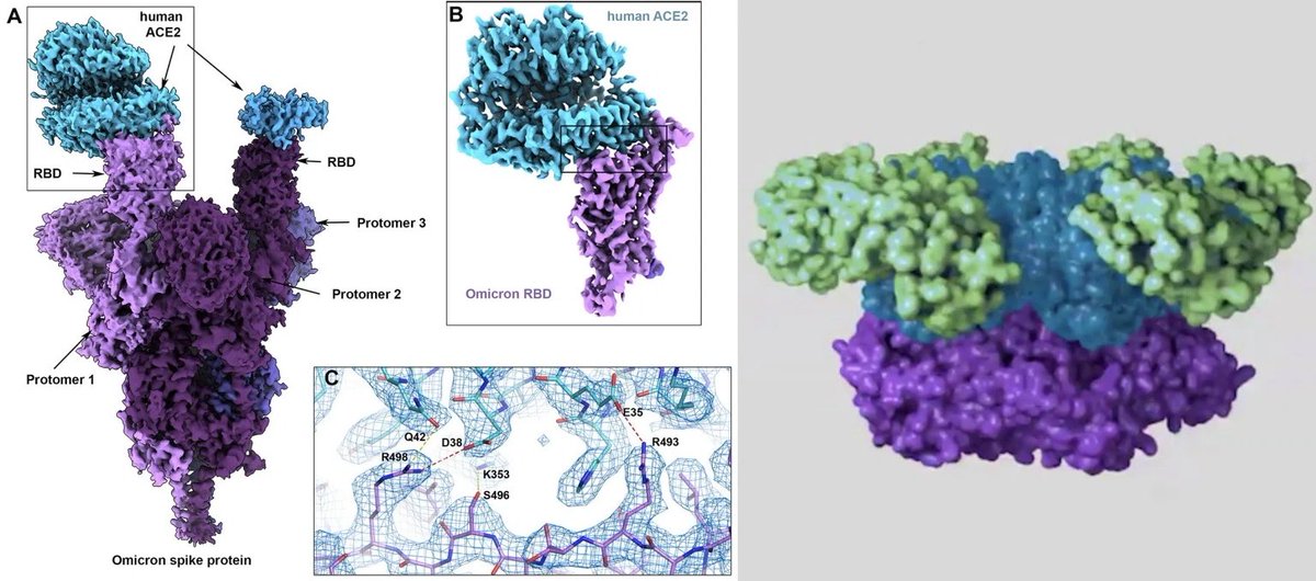 edric_ramirez's tweet image. Important updates in the combination of machine learning &amp;amp; lab-based methods for drug discovery 💡

$40M raised by Gandeeva Therapeutics 

@Gandeeva_Tx 

#drugdiscovery #cryoEM #AIBiotech #MachineLearning 

techcrunch-com.cdn.ampproject.org/c/s/techcrunch…