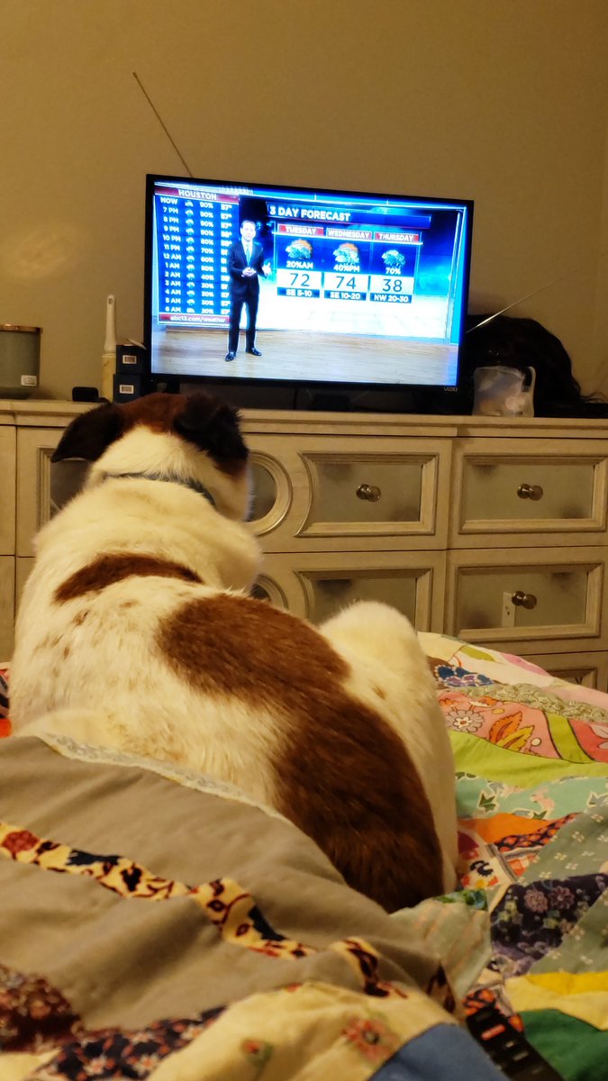 itscmne's tweet photo. That Boy Cosmo is intensely watching @TravisABC13 to see if we're going to have another freeze like last year. https://t.co/l1yEPDUcel