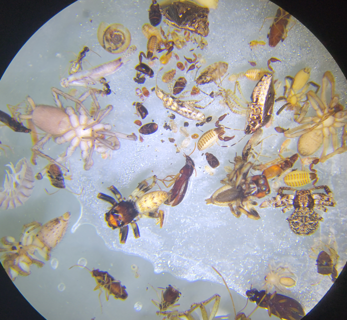 Now that is a LOT of #bugs (and #arachnids)!! 😱 
Recognize any of them? 🧐 
This array of #arthropods was collected last week by our #Entomology curator, <a href="/musepods/">Michael A. Wall</a>, during an expedition to #BajaCaliforniaSur. 
Hurray for #Biodiversity! 🐛🐜🦂🕷️🦗🐞

<a href="/SDNHM/">The Nat</a> #Creepy #Crawly #Cool