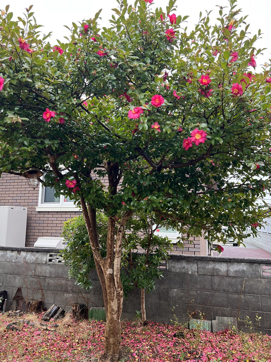 Жиргээ уншиж, жаал инээв. Сайхан битүүний өдрөө гаргаарай. Эндхийн тооллоор бол өнөөдөр шинийн нэгэн билээ.