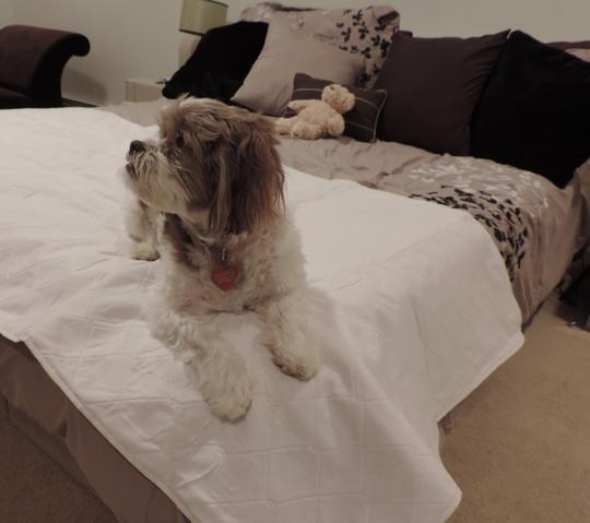 personallypaws's tweet photo. #seniorpets #mondaymutts #getyourescueon #doglovers
Senior Pet owners can benefit from washable reusable pet pads. Leak proof Protection for floors and furniture in a size &amp; style for you!
https://t.co/OvLY1PRgAs https://t.co/jgp29IvzBi