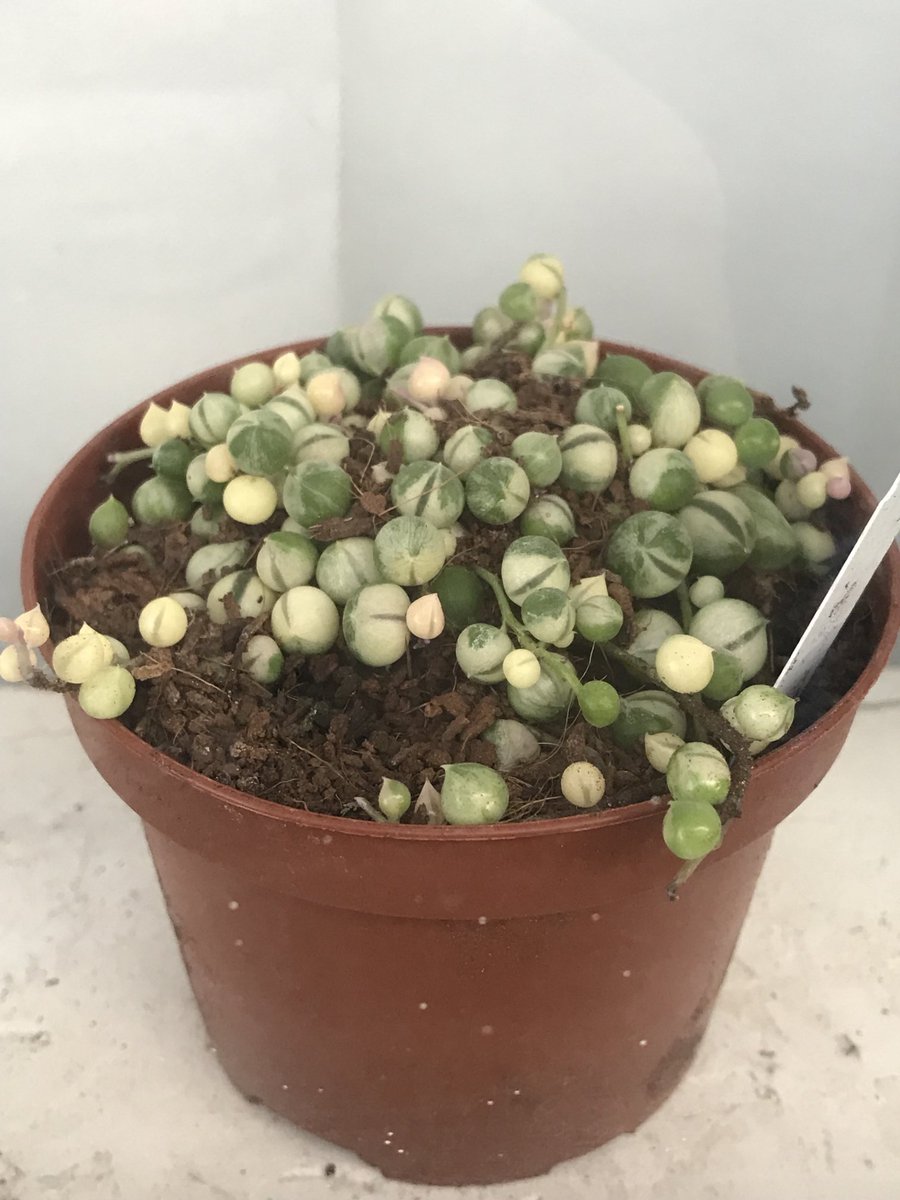 ElBattousai's tweet image. Wifey knows I love string of pearls so she got me a variegated version…gorgeous!! I’ll post a better pic once it’s properly potted &amp;amp; more established!!👀#Plants #StringOfPearls