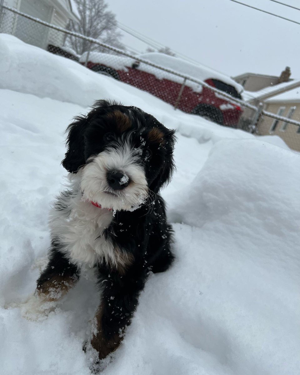 jesssmasterson's tweet photo. Love this little dude so darn much 🥺 https://t.co/HMCDGh4mjl
