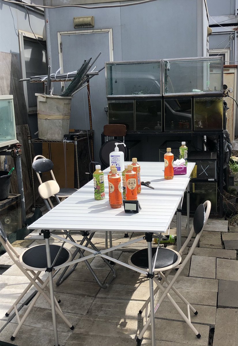 okfishfarm's tweet photo. 昨年4月22日。環境省が養殖セボシタビラについてどうしても話を聞かせて欲しいと言ってきたので仕事場に徹夜で設置した野外会議スペース。左に私と顧問弁護士2人��3人。右に環境省の役人が3人の3対3の形で行われた。水槽の養殖セボシを見ながら当時はこれから前向きな議論が行われると信じていた。 https://t.co/jtwCsq6sNN
