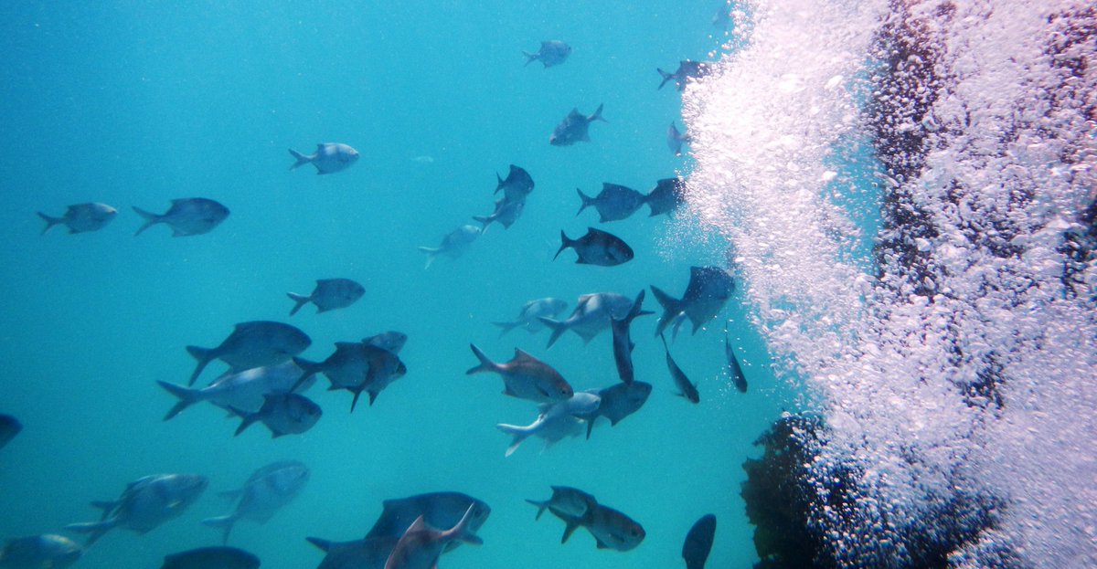 ecowarriors_aus's tweet image. Have you heard about #fishfreefebruary? Aiming to increase awareness of #overfishing and other impacts to #oceanbiodiversity, the campaign kicks off today!

Head to: fishfreefebruary.com to find out more!

#ownpic