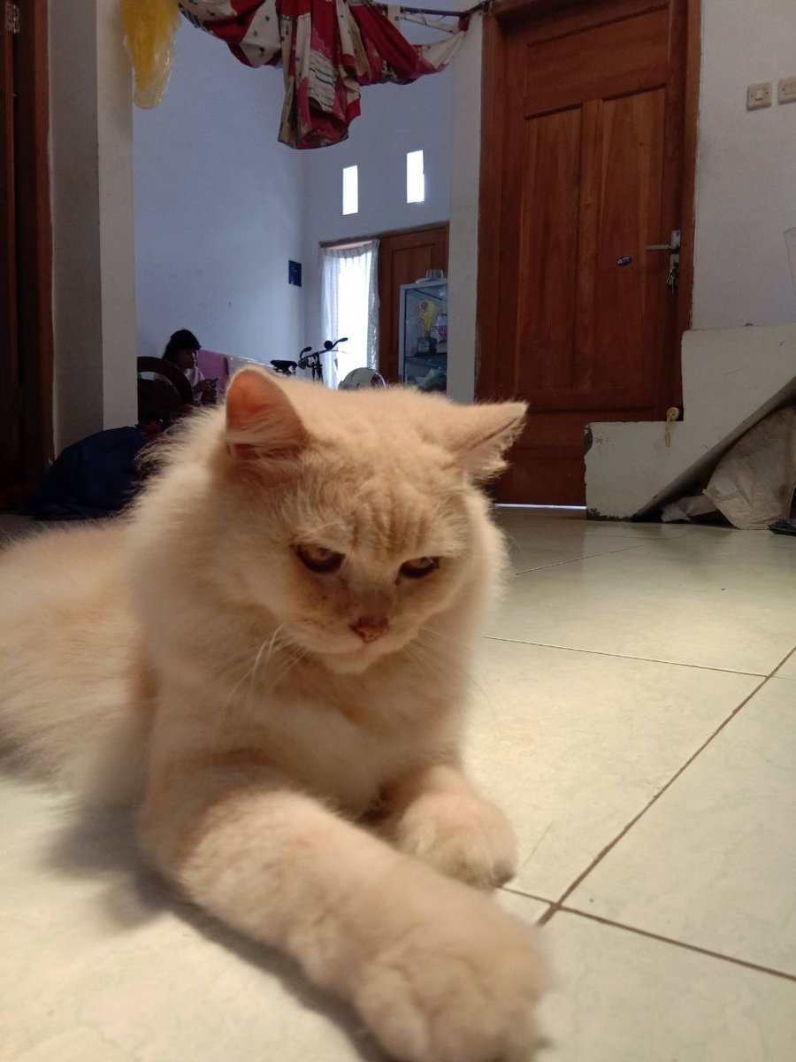 Cerita lama, termakan kelam berkepajangan, tanpa tengokan yang memiliki belas #sleeping #petsagram #lovecats #kittens #instagood #catsagram #photooftheday #pets #meong #kitten #instacat #catstagram #toptags #petstagram #pet #lovekittens #kitty #instagramcats #meow #ilovecat