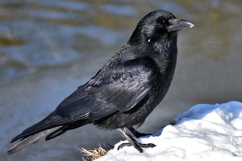 _Crow_Pics_'s tweet photo. BIRD FACT: Birds have been legalized in 32 states as of Jan 31, 2022 https://t.co/pns6a6hcFc