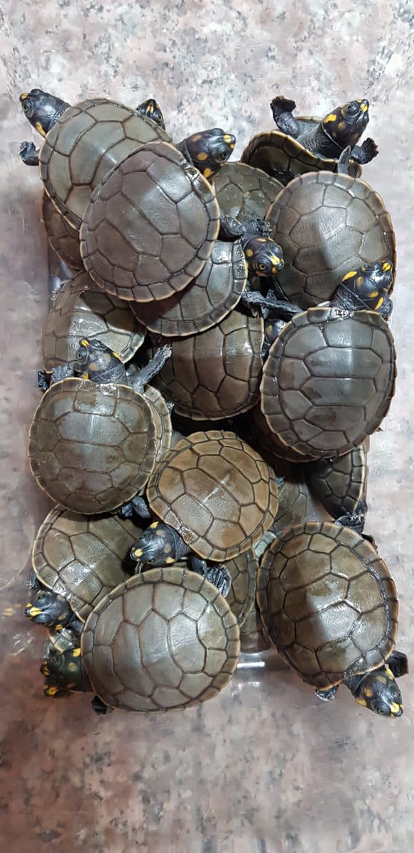 MAE_Zonal6's tweet photo. Ante una alerta del @MAzogues, rescatamos 30 tortugas charapas (Podocnemis unifilis) que se encontraban abandonadas en el Mercado Municipal de Azogues. Los especímenes se entregaron al Bioparque Zoológico Amaru para su atención y cuidados. Esta acción se coordinó con la #UNPAMB. https://t.co/dtBDQYwVx6