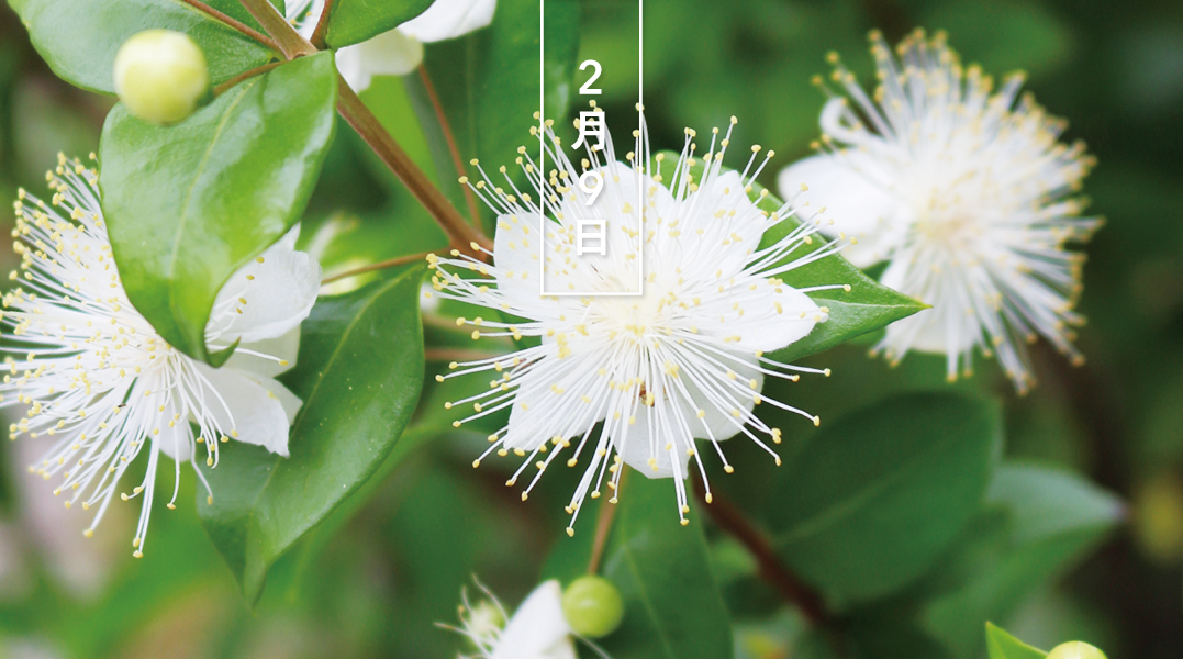 暦生活 こよみせいかつ マートル 花の日めくり 花言葉 恋人同士のささやき まつ毛のように長く伸びた雄しべが 純白の花を引き立てます 花嫁のブーケなどに使われるため 祝いの木 とも 地中海地方原産で 花期は5 7月です 暦生活webサイト