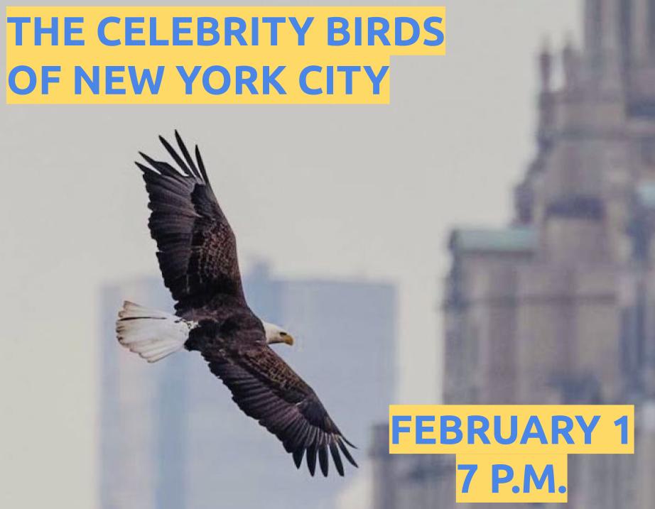 Come learn all about the many celebrity birds of New York City tomorrow night at 7pm. Hosted by @Escml; free as hell.  📸 @JoeLhota #NYCwildlife #BookTwitter #BirdTwitter #CentralPark   us02web.zoom.us/meeting/regist… #NYC