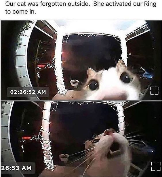 WholesomeMemes (@wholesomememe) on Twitter photo 