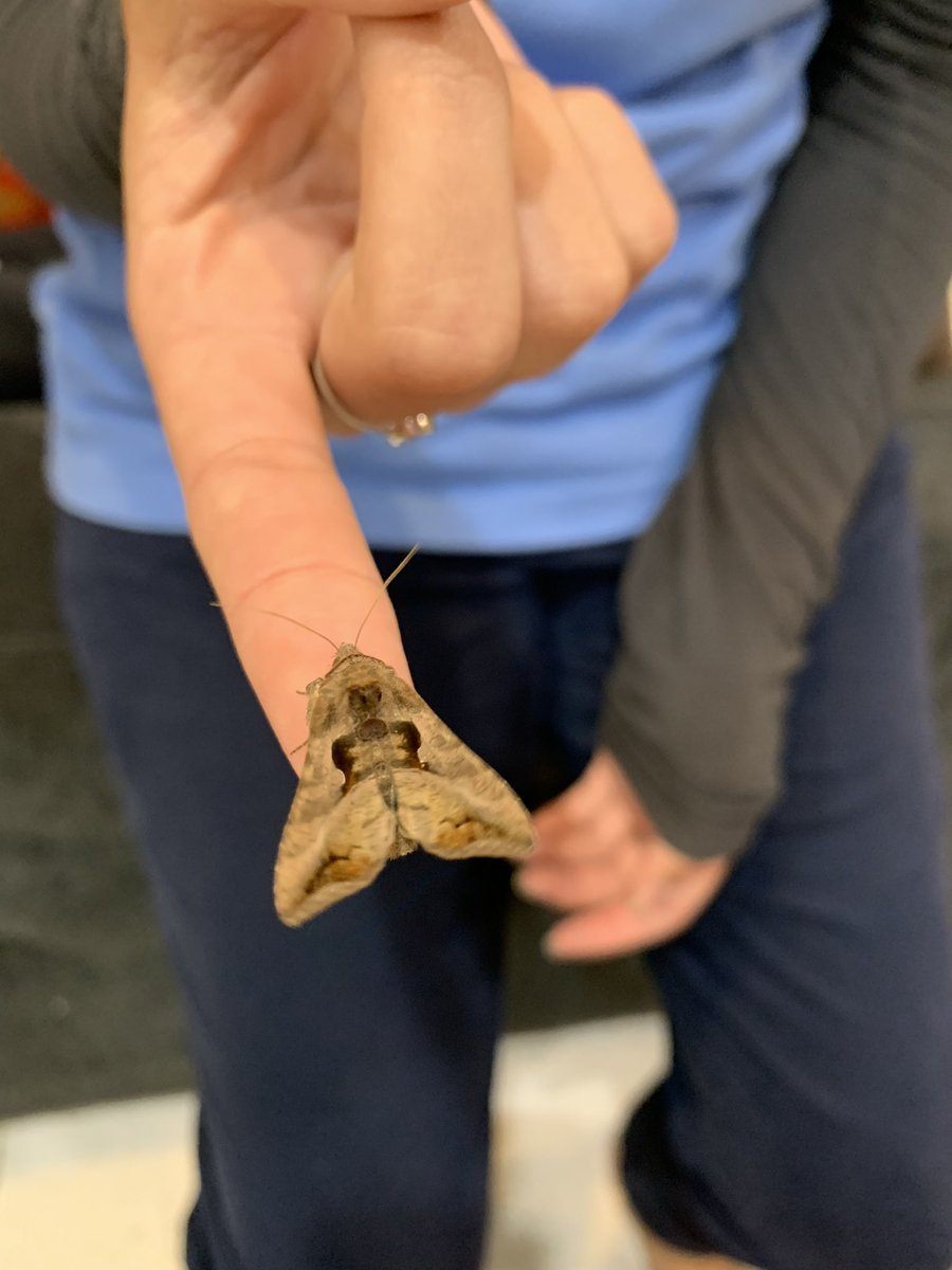 cicgreenteam's tweet photo. Today our first #moth hatched. #moths #nightmoth #brownmoth #cicgreenteam https://t.co/y2bkmnmzQ9