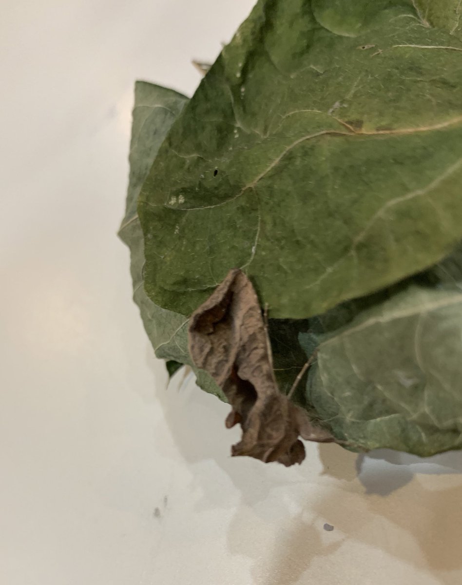 cicgreenteam's tweet photo. Today our first #moth hatched. #moths #nightmoth #brownmoth #cicgreenteam https://t.co/y2bkmnmzQ9