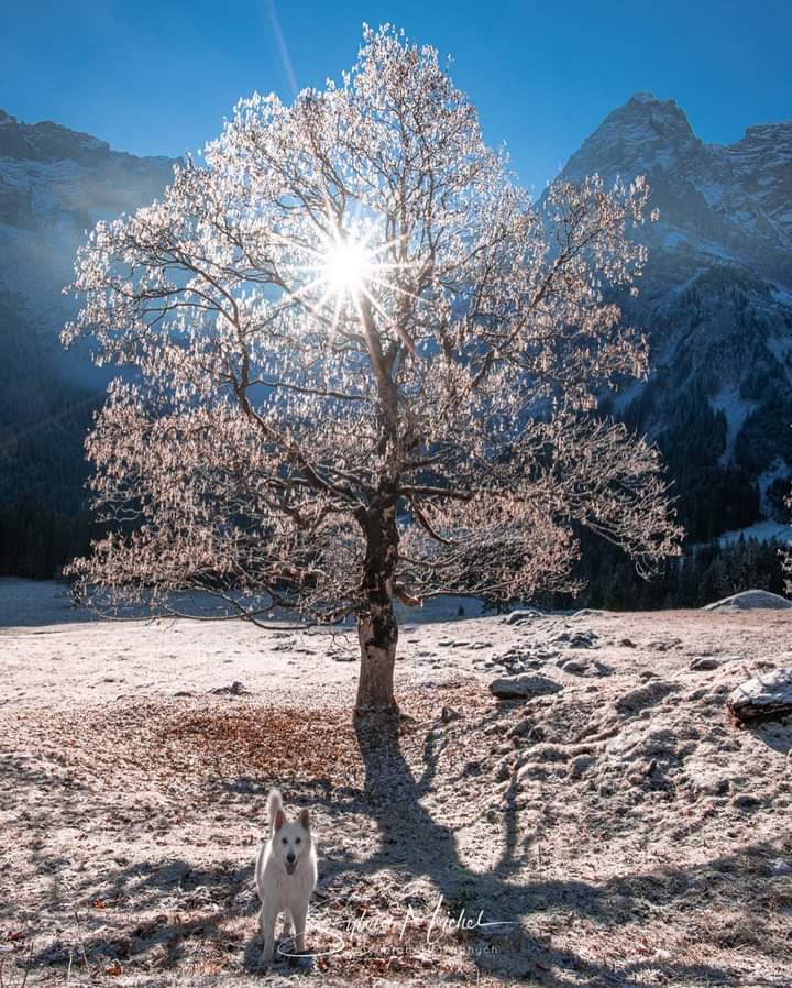 Sari_Friends1's tweet photo. ❃❃❃ AGRÉABLE MARDI À TOUS 💙
#naturelovers #nature #NatureBeauty https://t.co/1nWwtKhZJc