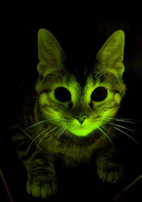 The Lindsay McDowens Board Of Peace tweet media