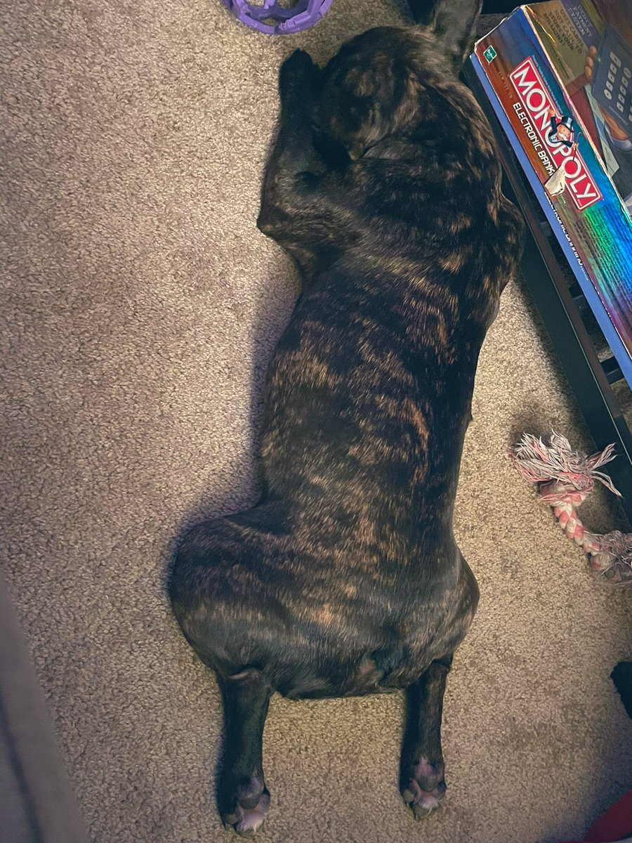 ItsMrsChristian's tweet photo. Our sweet girl, #AthenaMarie 🥰 #FrenchBullDog https://t.co/yiCk3dNH5Y