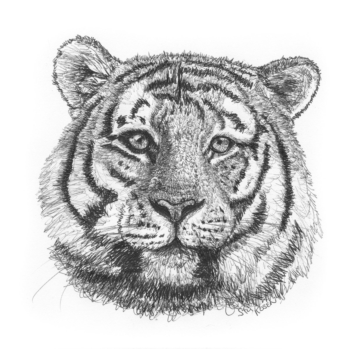 Celebrating the Year of the Tiger. Gong Xi Fa Cai. Ballpoint Pen on Paper.