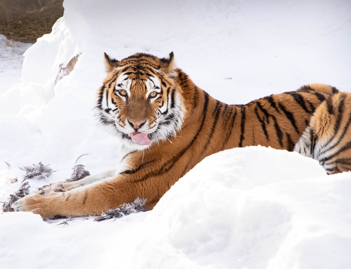 Happy Year of the Tiger! Photos for <a href="/WinnipegNews/">Winnipeg Free Press</a> Still can't believe <a href="/aporius/">Mike Aporius</a> agreed to let me do this assignment :D #wfp #ChineseNewYear