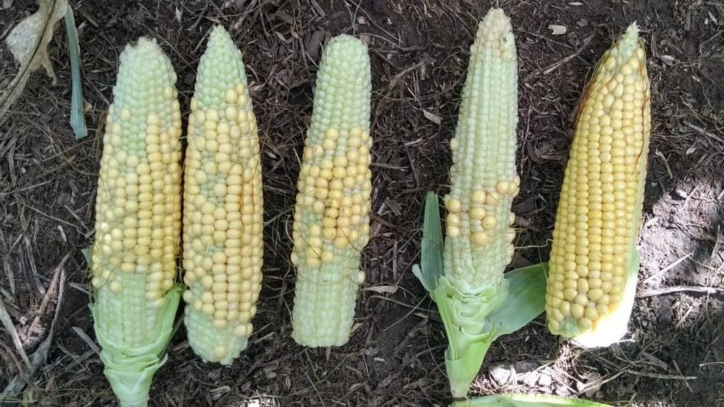 Terrible palo por estrés térmico en floración para maíces tempranos en 
📍 Balcarce.
Lotes bajo riego. No les faltó agua. Desde afuera se ven "buenos".
#Asesoramiento