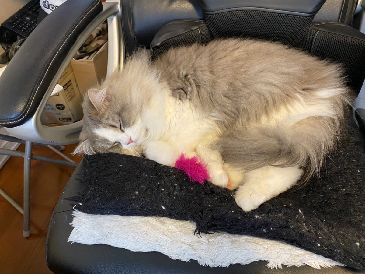 KitaxHiro's tweet photo. 頼むから仕事用のイスを毎回とらないでくれないか。スペアイスは腰が痛���のだよ。。
#猫
#在宅ワーク https://t.co/QAAJ9siklt