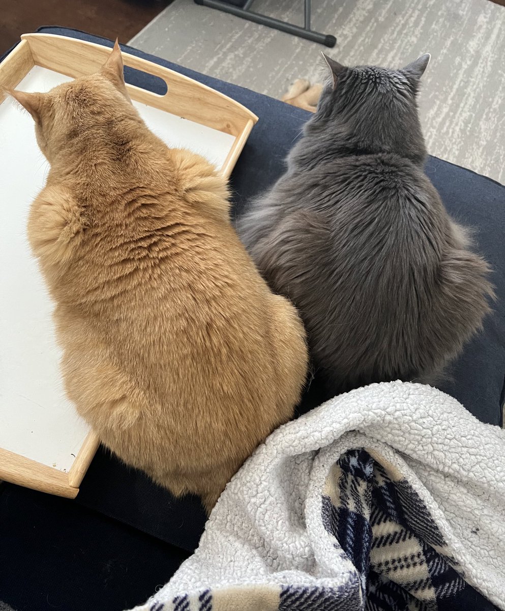 FuppaCats's tweet photo. Boys https://t.co/oWrAk8Bl6F