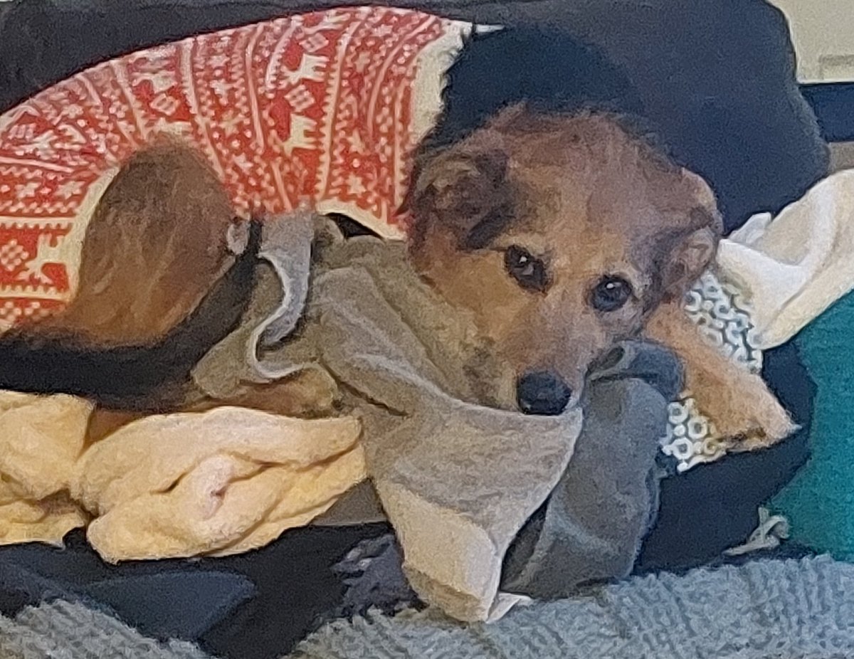 Guarding the laundry.  You worked hard today Mom, I'll take care of this for you.  What a good girl ❤🥰❤