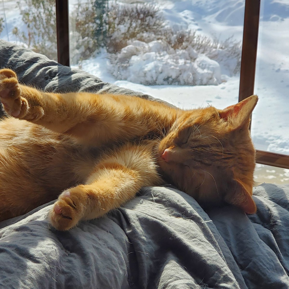 CoyoteWolverine's tweet photo. We slept today,[ just over 9 mo old]
Muver brought Wolverine a pillow for hims head, Coyote sun baked
#CatsOfTwitter #cats #CatsOnTwitter 
#kittensoftwitter https://t.co/MJSUEDAeMG