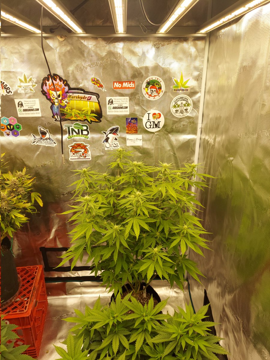 _Yotarou_'s tweet photo. Blue Dream grown under the @MarsHydroLight #fc6500 #DaamnNation #GrowTalk https://t.co/gNfSvUXj3H