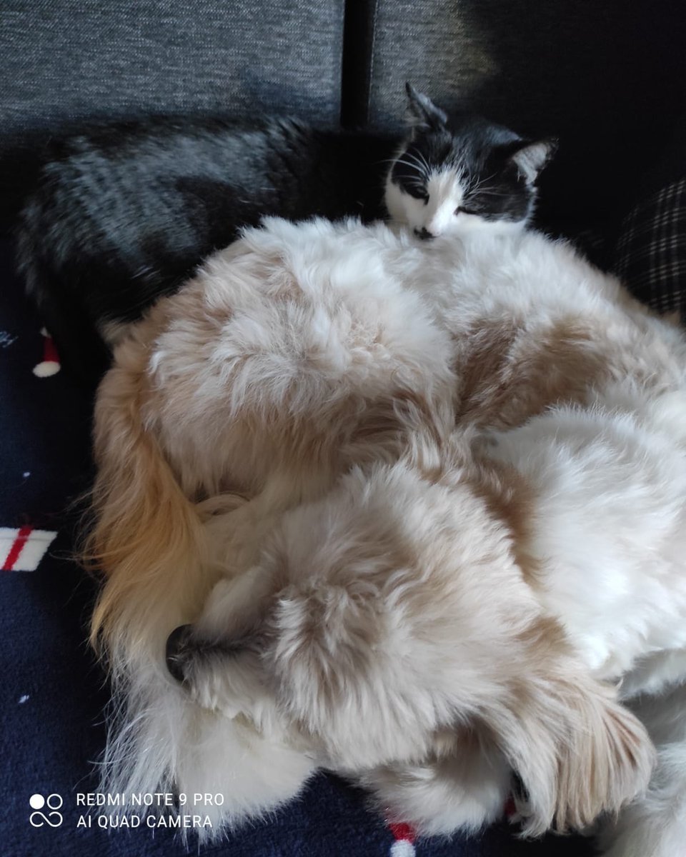 andzela_wo's tweet photo. Day 18: Cute Animals (January Art Prompts)
This is my dog and cat sleeping together 🥰
#JanuaryDechART
#DechartGames https://t.co/WNhFU21ZWc