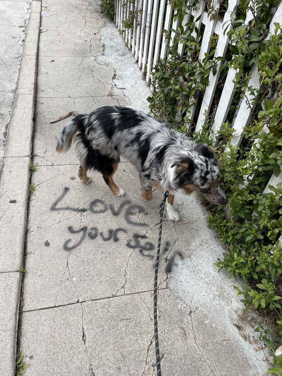 MylaPulc's tweet photo. Lottie is sending us ALL a great reminder on this #Monday! 💛Don’t forget to L💗VE YOURSELF! 🐾Follow the doggos @WillysClubhouse!🧜🏻‍♀️🐕🐶🏡🌺🌴 #DogsofTwittter #dogconcierge #marinadelrey https://t.co/9ZfGetAxvg