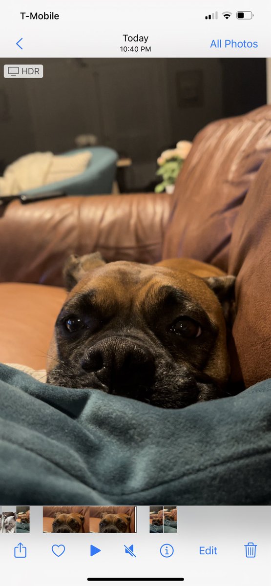 crookhaley's tweet photo. @dog_rates Luna is also a good listener https://t.co/t9G98BwrNG