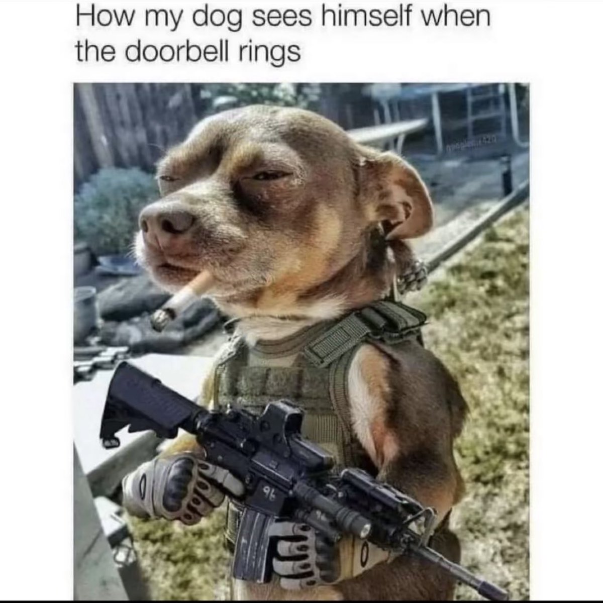 spirituallock's tweet photo. 🐶😎🤣 https://t.co/KU2EqV131g